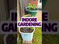 Backyard Gardening !! #gardening #garden #plants
