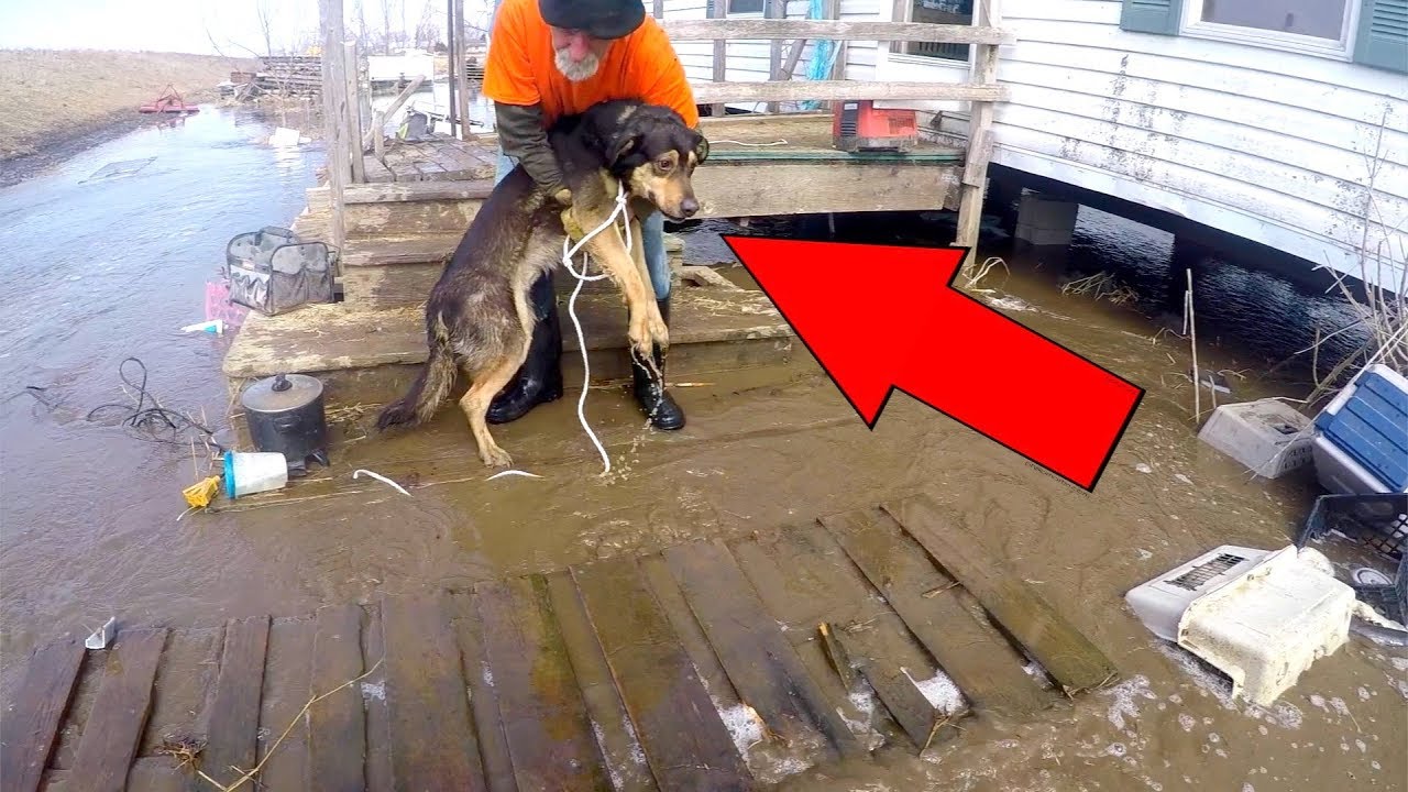 bass fishing at night RESCUING 30+ Dogs from DANGEROUS Flood (EMOTIONAL)