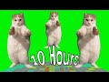 Cat dancing to edm 10 hours