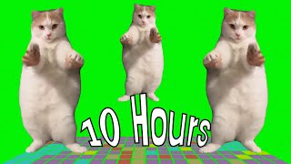 Cat Dancing to EDM 10 Hours