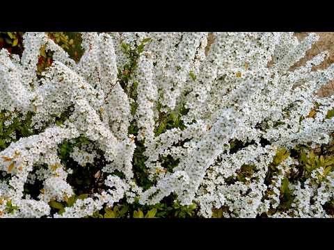 ユキヤナギ/Spiraea thunbergii 04_260318_自宅