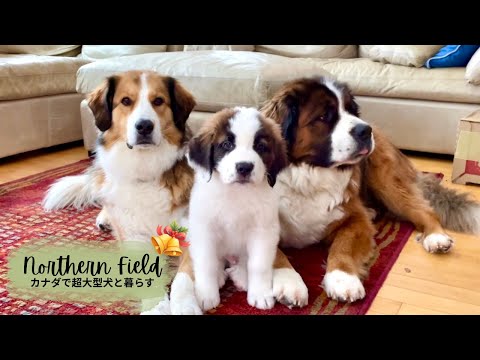 St.Bernard puppy Bow/ Out takes collection ! ③/ Big Dog's life in