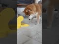 どうしてもできなかった柴犬 #shorts #柴犬