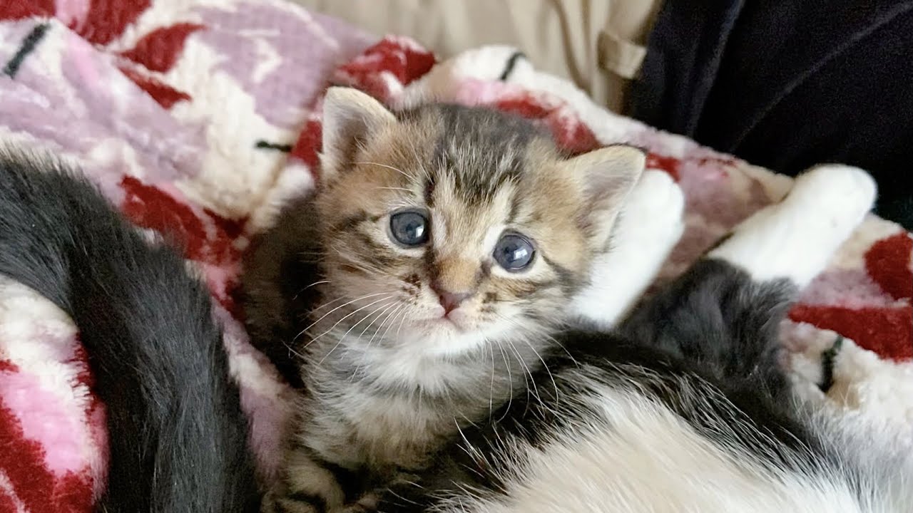 先輩猫のおしりの匂いを嗅いだ子猫の反応が 笑 Youtube