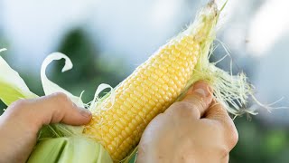 How to Freeze Sweet Corn