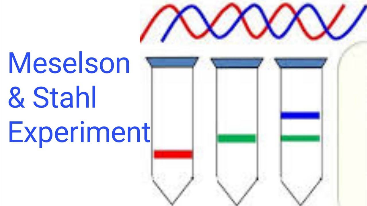 Meselson Stahl Experiment Einfach Erklärt Meselson- Stahl Experiment: CH: Chromosome and DNA - YouTube