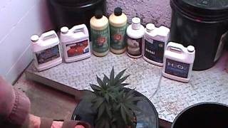 Checking the ph on my DWC Resi's (Revised Edition)