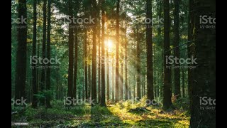 Harmony in Every Note 🎶 | Relaxing and Peaceful Music for Tranquility and Serenity