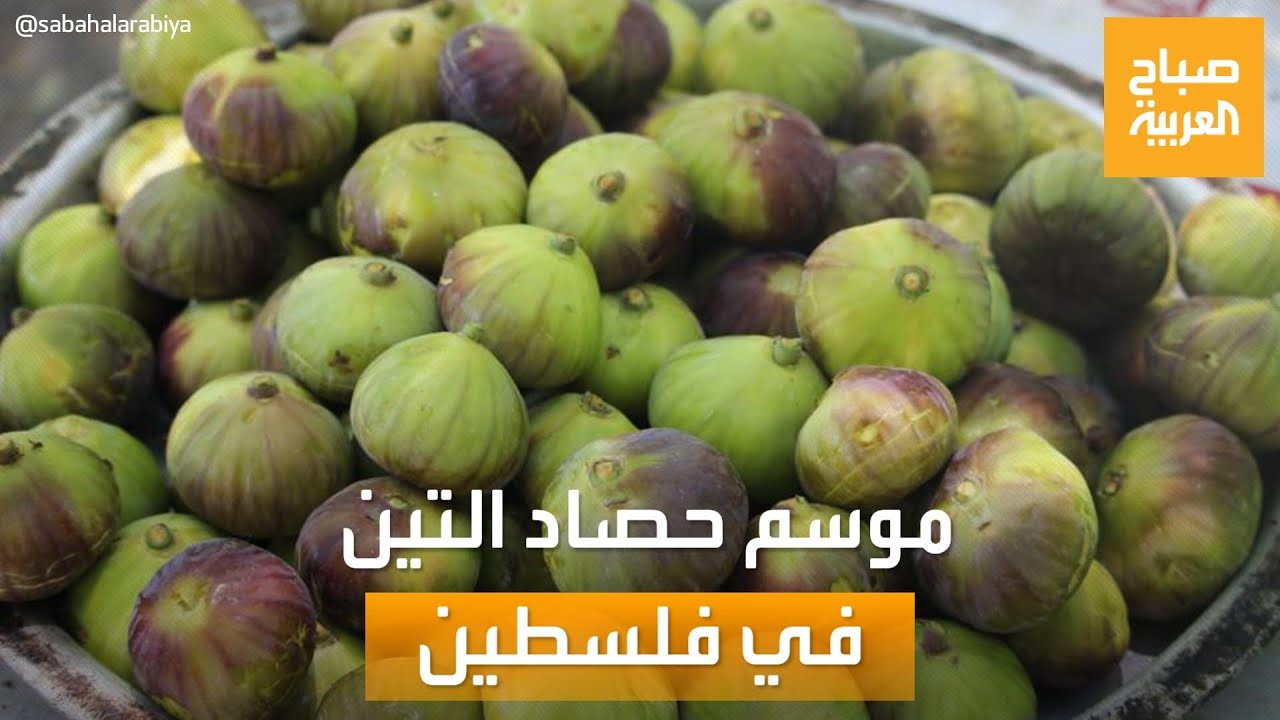 صباح العربية | قصة التين والصبار من شارع المنتزه في نابلس بفلسطين