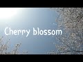 Vlog  cherry blossom