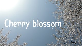 Vlog : Cherry blossom