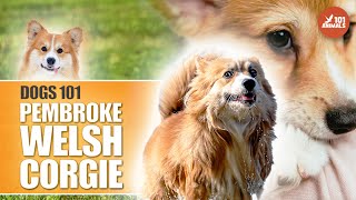 Discover Pembroke Welsh CORGI - Personality 101 Dog Breed by Animals101 145 views 11 months ago 2 minutes, 30 seconds