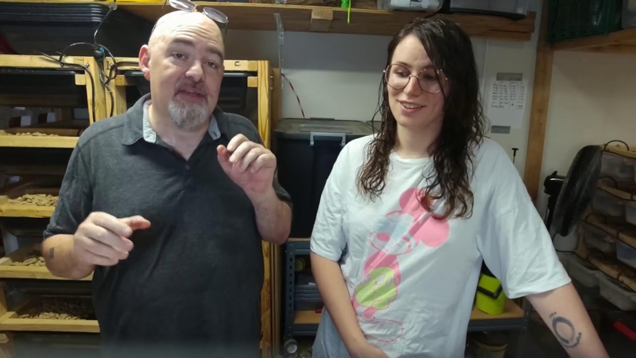 Ball Python egg cutting - first clutch 2023!