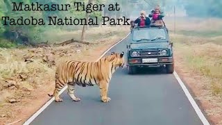 Tadoba National Park | Matkasur | #traveller | Jungle Safari Maharashtra | #chandrapur