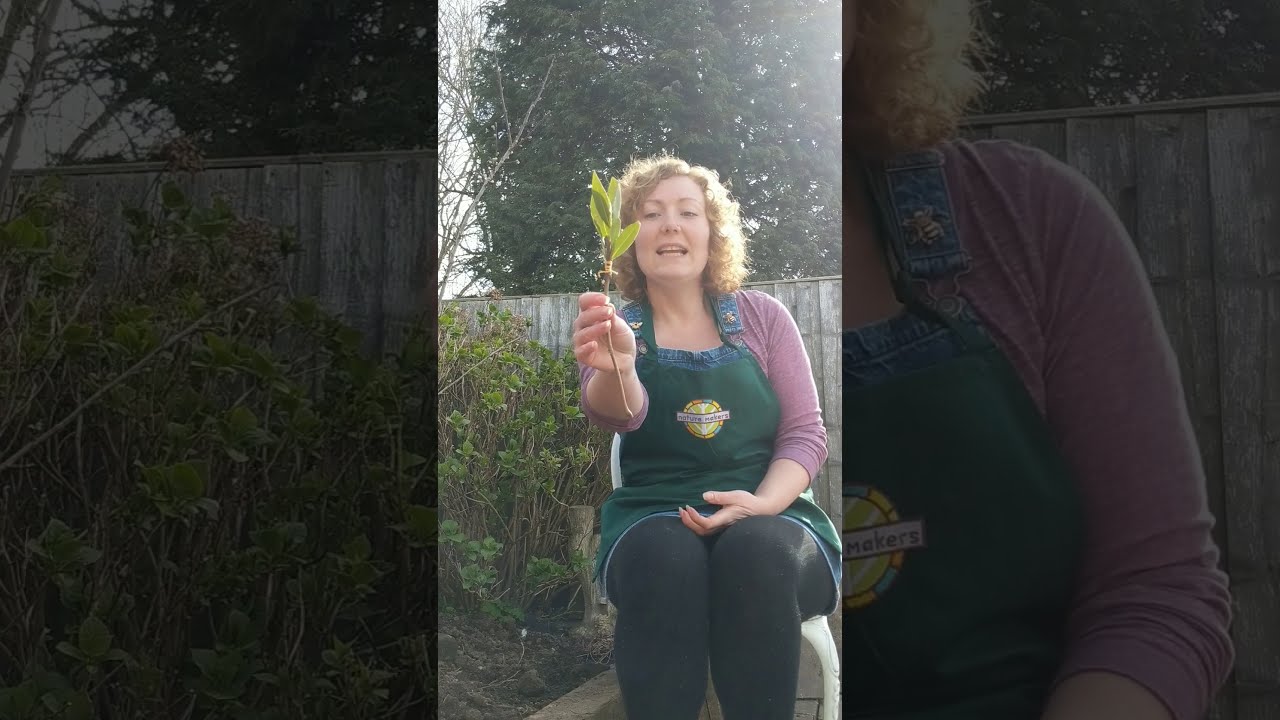 Nature paintbrushes - EYFS activity to embrace art outside!