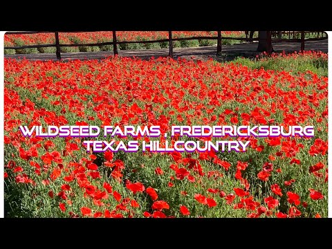 Wildseed Farms, Fredericksburg/ Texas Hill country/April2021/ spring time must see