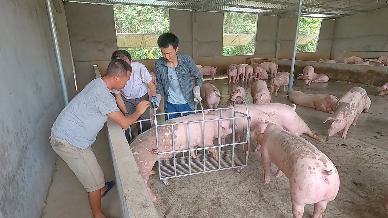 Bắt lợn cho thương lái,  giá lợn Miền Trung 85