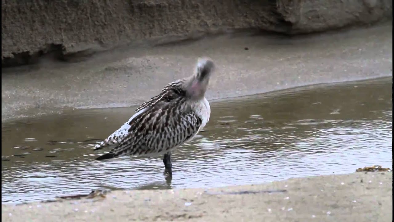 Bar-tailed Godwit 3 FullHD JH1RNZ 