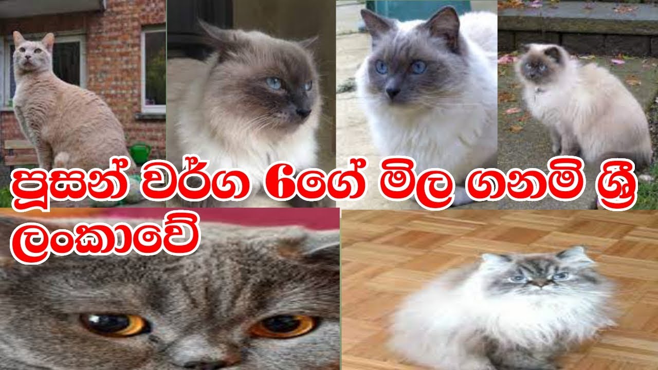 cat price in sri lanka 2 / Prices of 6 types of cats YouTube