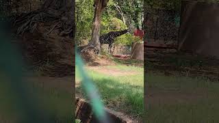 zoo park