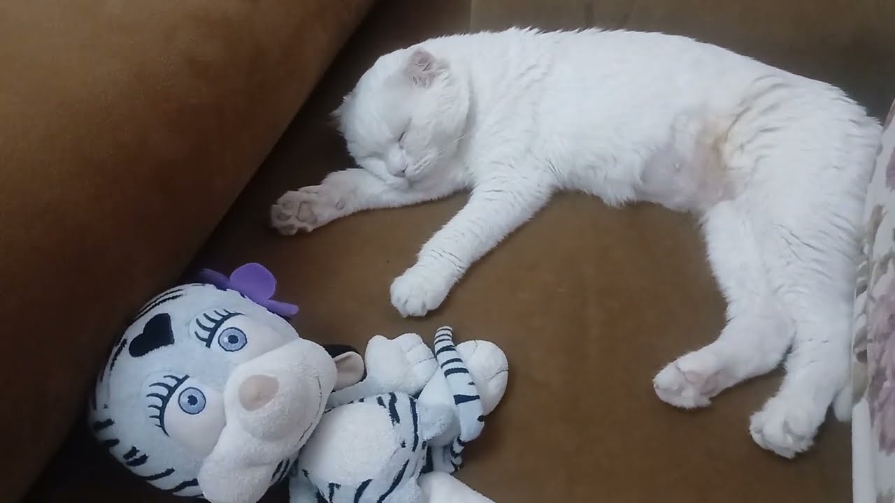 KEDİLER YENİ YUVALARINA KAÇ GÜNDE ALIŞIR  💖 