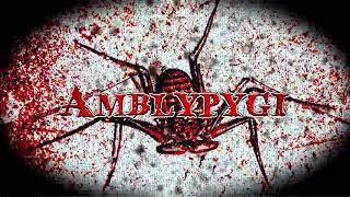 Krao - Amblypygi
