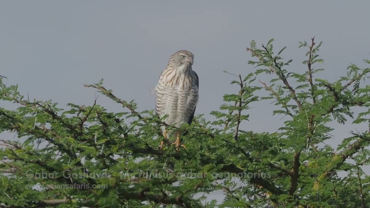 Gabar Goshawk   Micronisus gabar aequatorius | Immature bird at Nairobi National Park