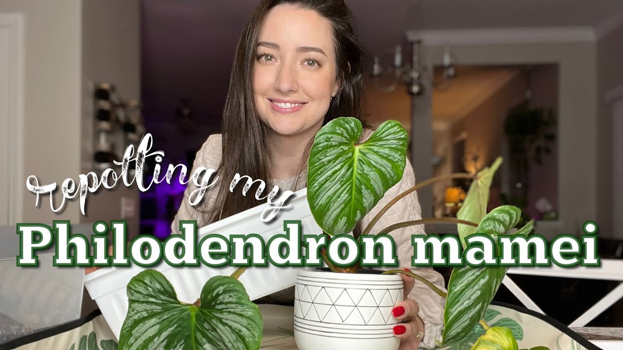 Repot A Plant In A Bigger Pot With Me YouTube repot-a-plant-in-a-bigger-pot-with-me-youtube