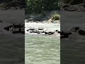 Close your eyes and listen to nature's melody... #RiverSounds #NatureSounds #PeacefulPlaces