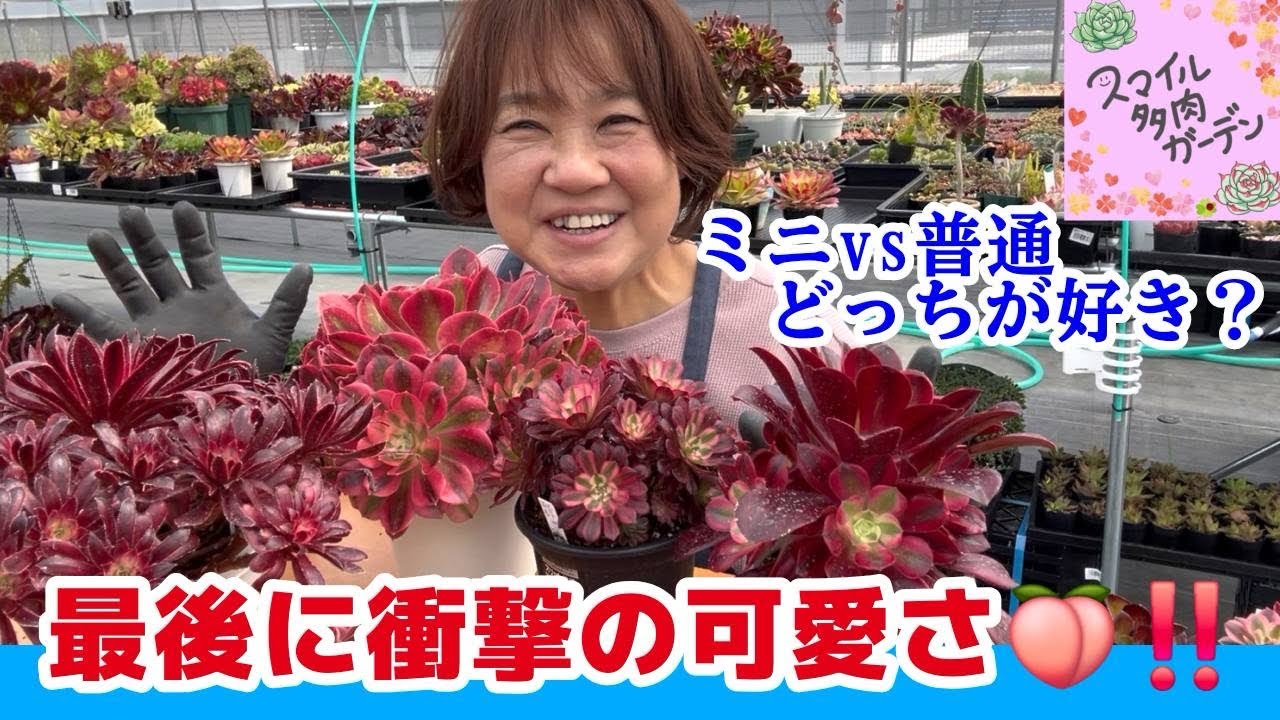 Finally, an amazing plant appears!! ✨ How to grow mini Aeoniums
