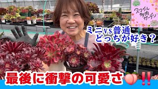 Finally, an amazing plant appears!! ✨ How to grow mini Aeoniums