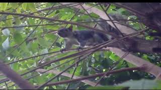 Ardilla en el jardín