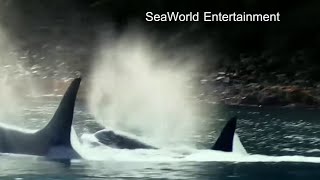 SeaWorld Orlando to end killer-whale show next week