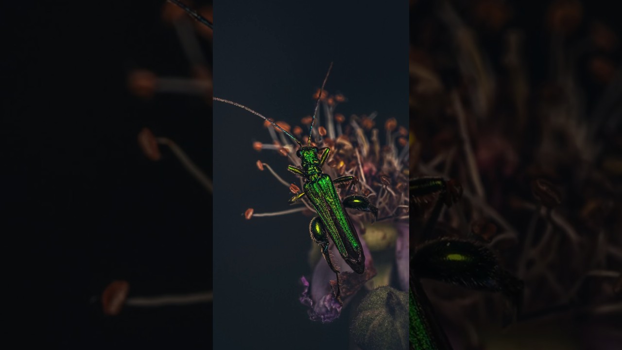 Nature's Living Jewel | Metallic Insect Macro