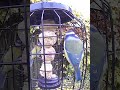 Colorful blue tits at the bird feeder #birds #birdwatching #birdcam