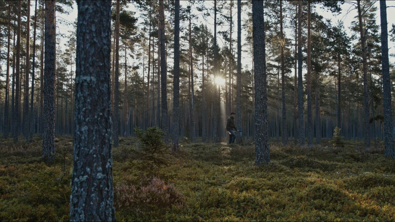 Drömfällningen! Skogsvandring leder till ett oväntat slut.