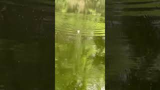 Frog décathlon #pêche #fishing #pourtoi #decathlon #frog