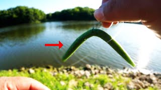 Big Bass CAN'T RESIST THE WACKY WORM!
