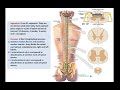 Anatomy of the Spinal Cord (Part 1)-External Features - Dr. Ahmed Farid