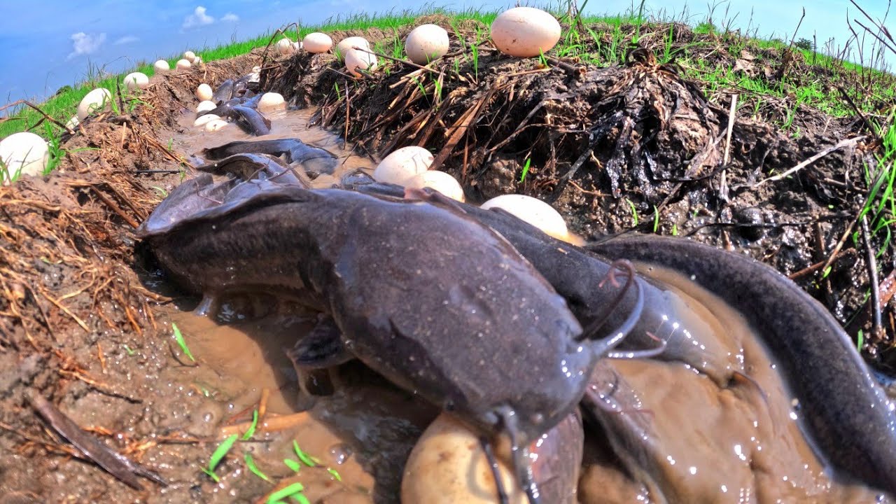 wow bast hand fishing! catch fish and pick duck eggs a lot of ln the rice field after the rain