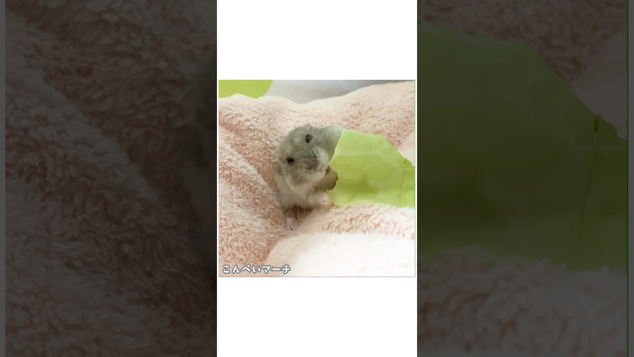 キャベツ大好きこんぺい