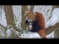 Watch Red Pandas Lucy & Zhu Live at Trevor-Lovejoy Zoo 🐼