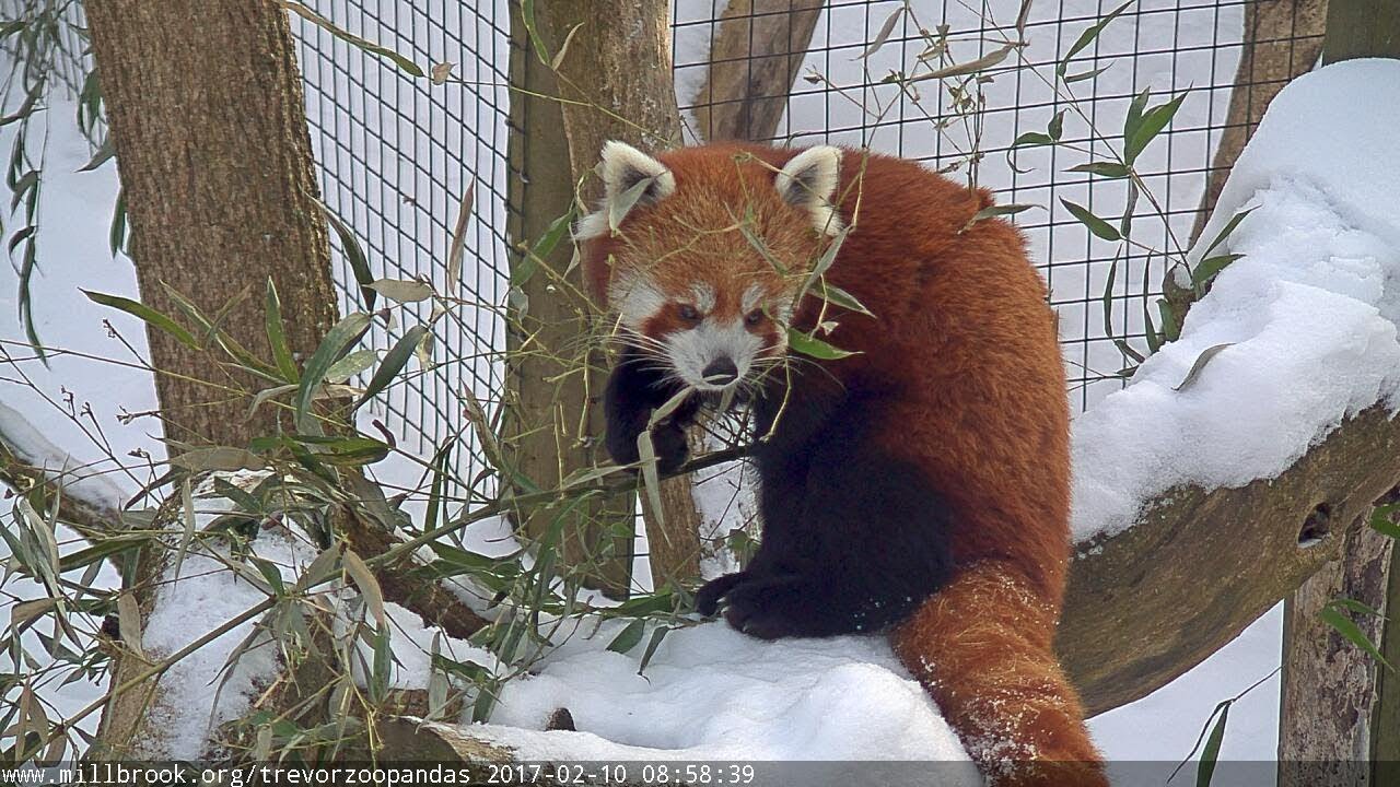 Trevor-Lovejoy Zoo Red Pandas LIVE
