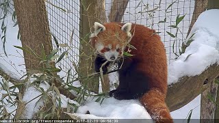 Trevor-Lovejoy Zoo Red Pandas LIVE