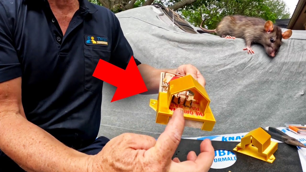 Top 11 Best Rat Traps for Homeowners - Budget Brothers Termite