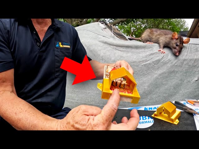 Top 11 Best Rat Traps for Homeowners - Budget Brothers Termite