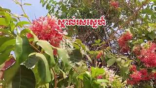 ស្គាល់រសស្នេហ៍/ច្រៀងដោយ-រស់ សេរីសុទ្ធា