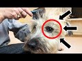 Comment liminer les bavures de la fourrure de chien