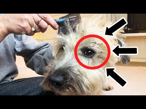 Video: Cómo quitar las rebabas del pelo de perro