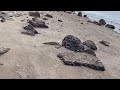 砂浜に来てみた。
